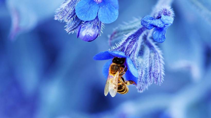 花丛中忙碌飞舞的小蜜蜂图片