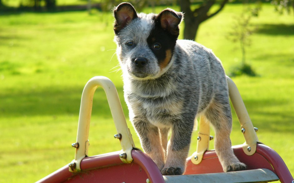 超萌狗狗牧牛犬秋季户外写真图片壁纸