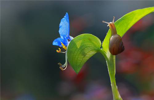唯美大自然可爱昆虫物语