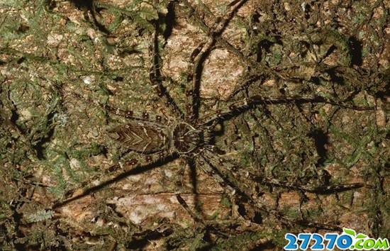 自然界伪装大师 静态图片背后的生命迹象