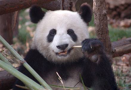 熊猫搞笑图片之讲究口腔卫生