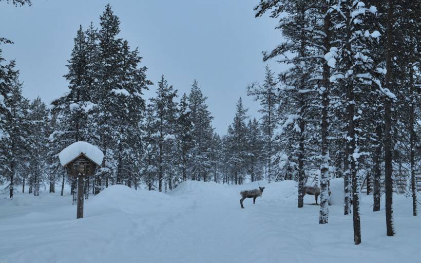 芬兰洁白唯美雪景高清风景图片