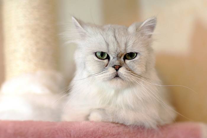 金吉拉猫生气表情图片