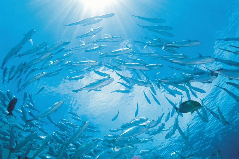 海洋浅水鱼类图片