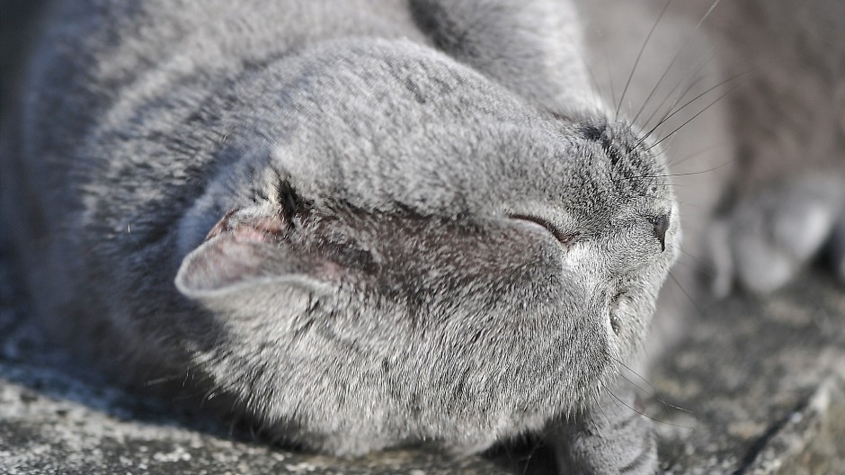 猫咪抱抱萌萌哒的图片