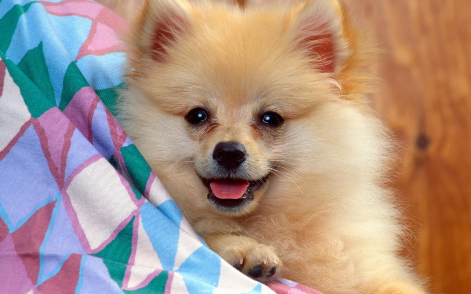 搞笑可爱的狗狗微笑图片