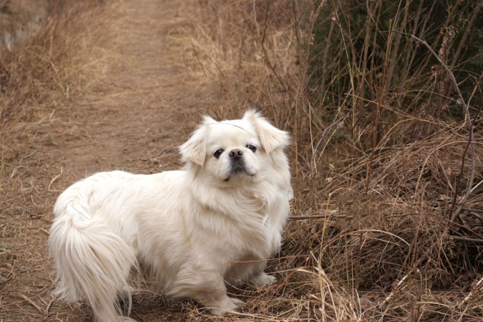 纯白色小京巴犬野外散步图片精选
