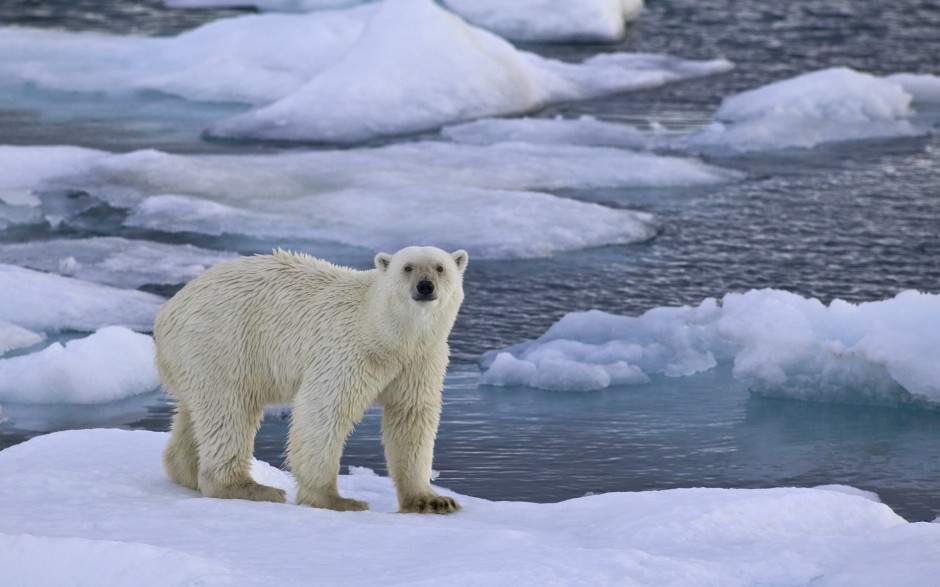 高大壮实的可爱北极熊图片