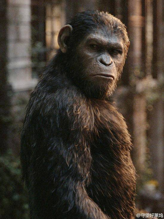 《猩球3》定名猩球之战 人猿大战一触即发