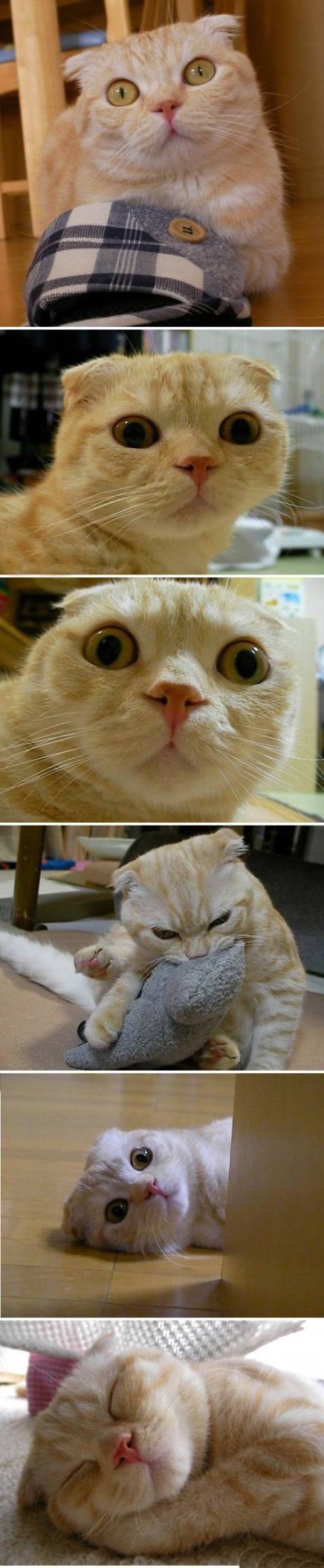 恶搞猫咪表情图片十分逗趣