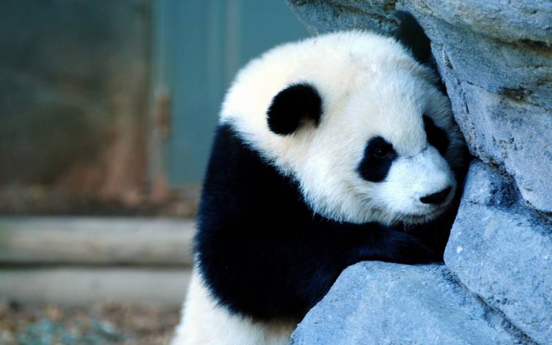 唯美可爱的熊猫高清图片