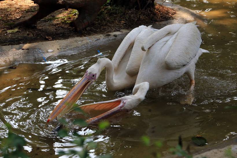 一群沉浸温暖阳光下的鹈鹕