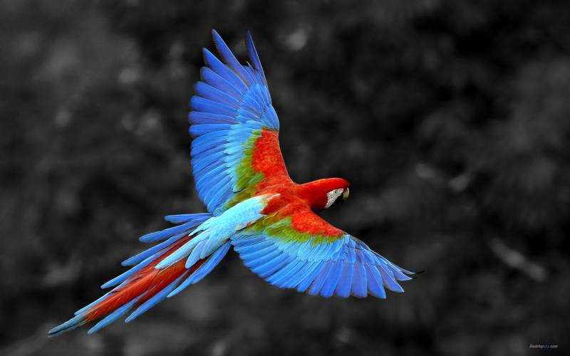 色彩炫丽的金刚鹦鹉高清组图