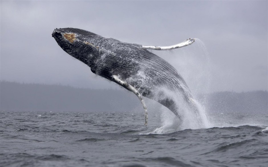 海洋里飞跃的蓝鲸鱼图片