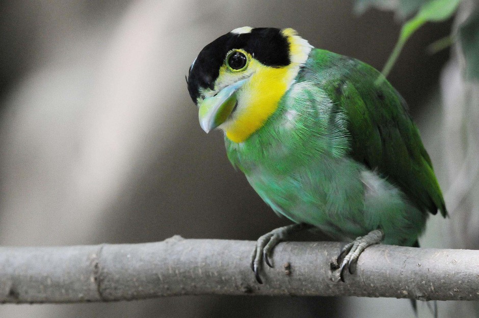 绿色迷人的长尾阔嘴鸟高清图片