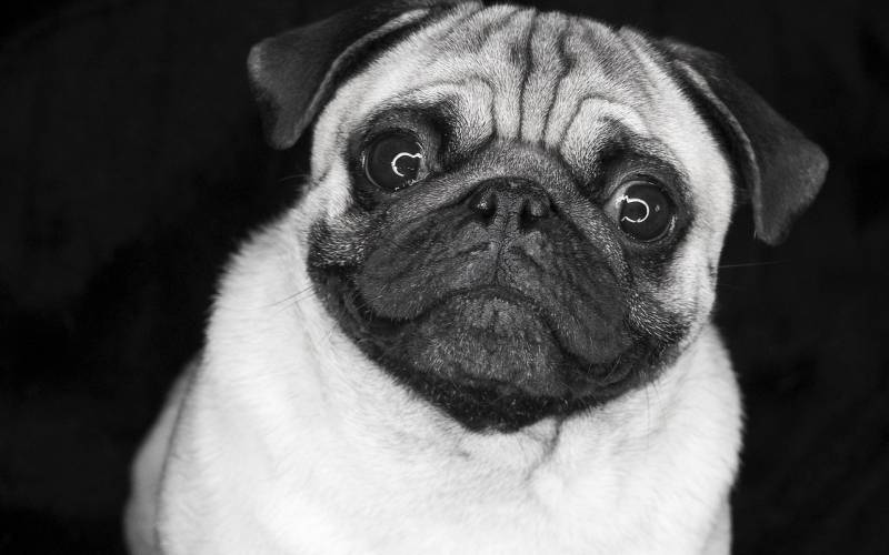 可爱八哥犬呆萌可爱美图集
