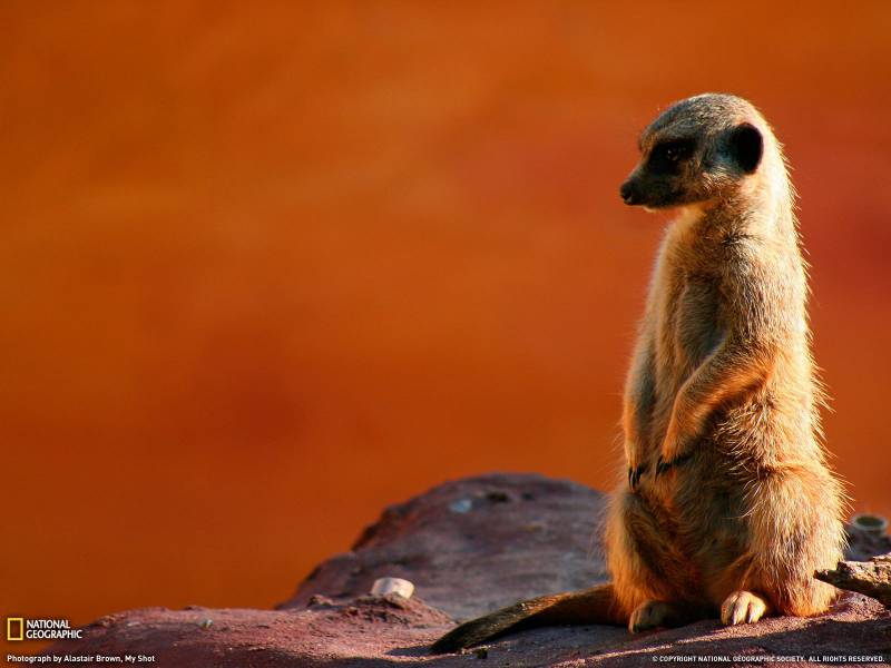 与大自然和平相处的动物高清图片