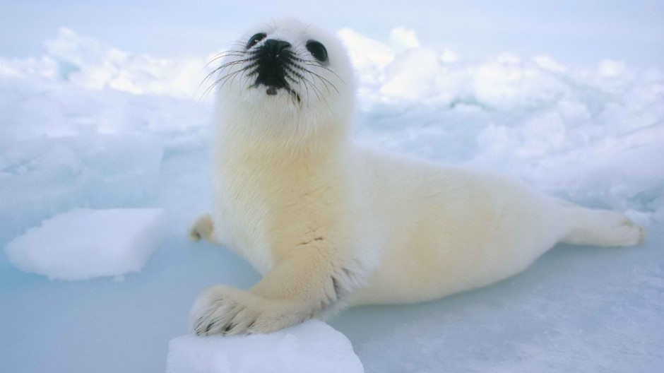 可爱北极海豹图片特写