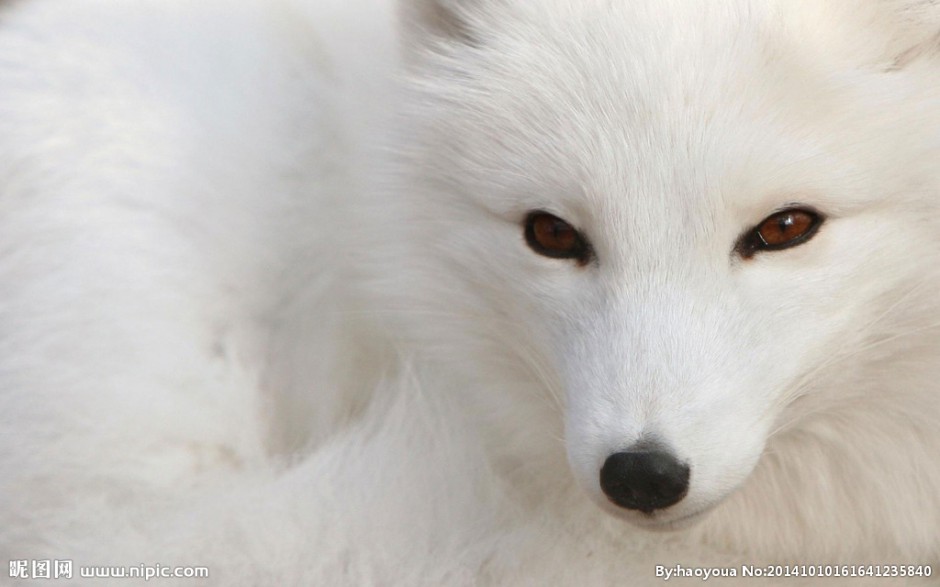 漫步雪地的北极白狐狸图片