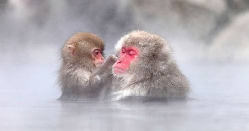 日本雪猴泡温泉嬉戏玩耍  时不时挑逗漂亮游客