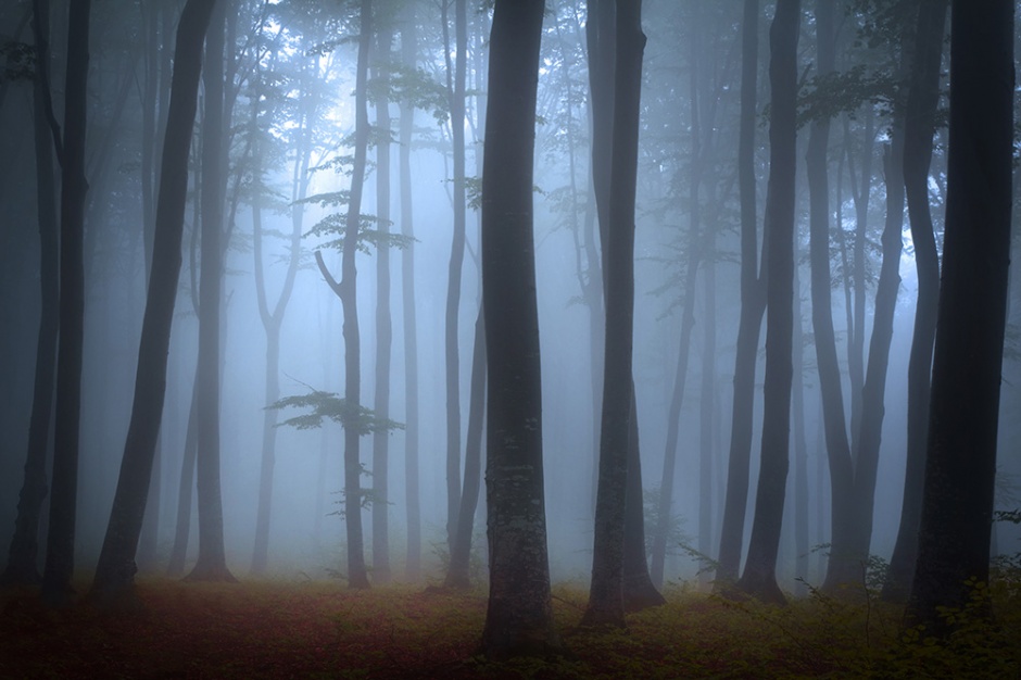 红树林唯美梦幻风景图片