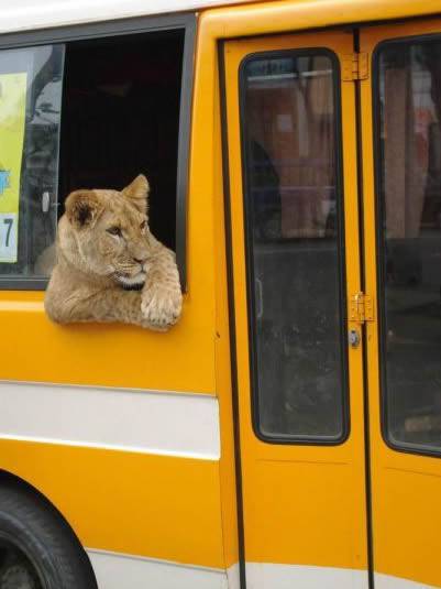 动物恶搞图片之会搭车的狮子
