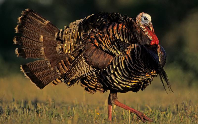 行动迟缓的火鸡高清图集