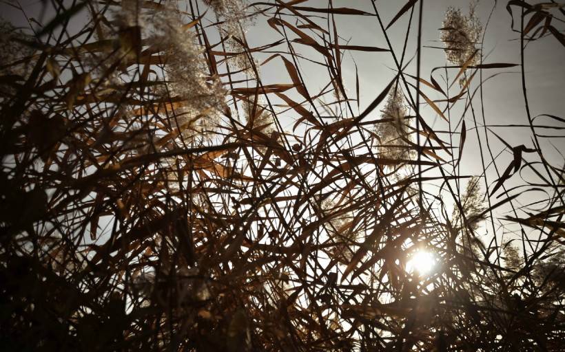 秋天芦苇荡风景壁纸图片