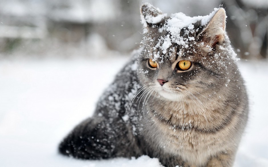 雪地玩耍的英短猫咪图片壁纸