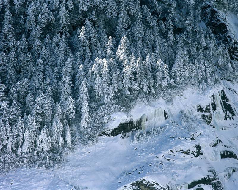 冰雪覆盖的高山树木图片