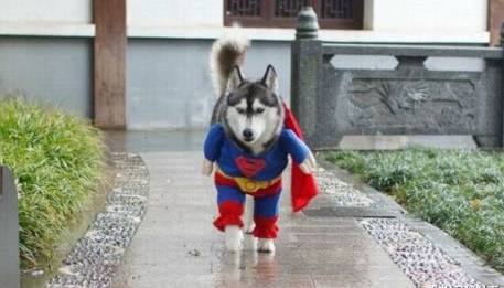 狗狗穿超人衣物滑稽高清图