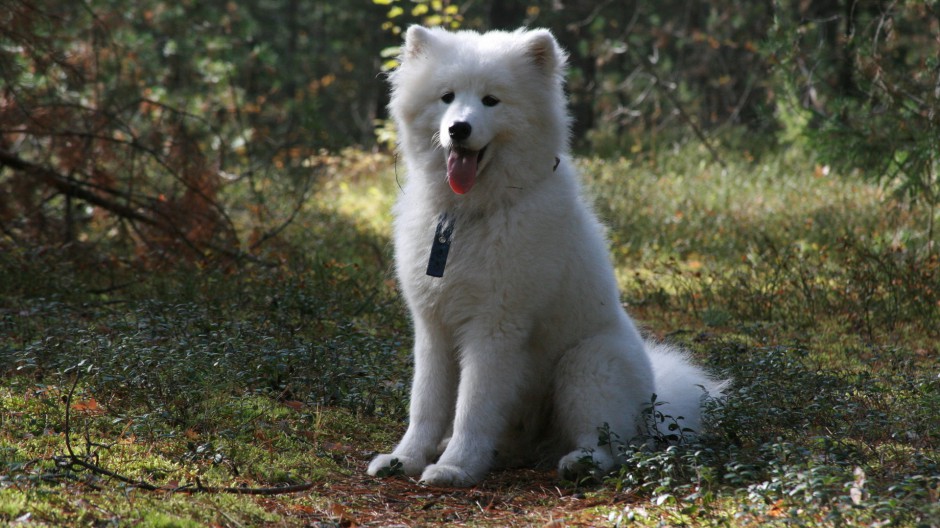 可爱漂亮的纯种萨摩耶犬图片