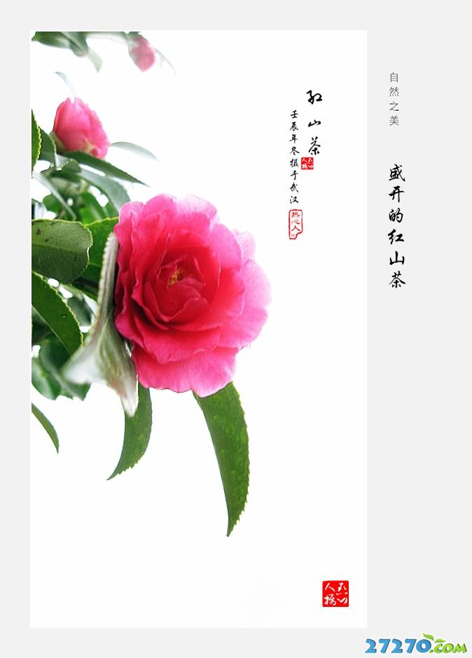 盛开红红的山茶花