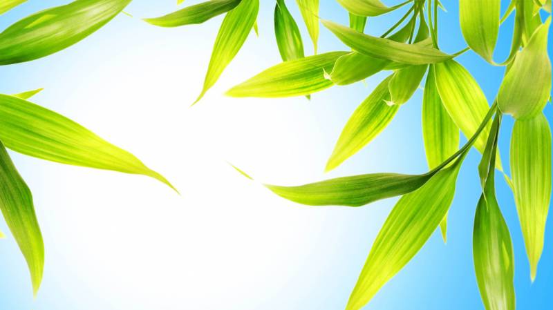 绿色护眼植物微距风景壁纸