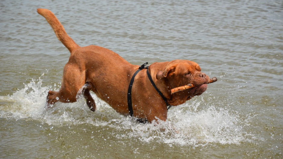 法国波尔多犬勇敢聪明图片