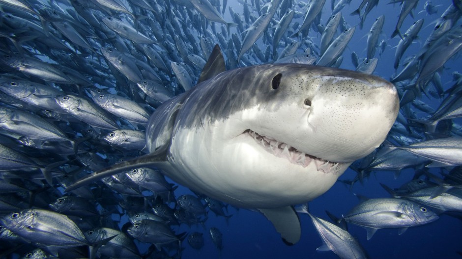 鲨鱼微距高清图片素材