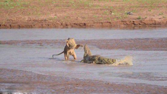 3只狮子围攻鳄鱼 鳄鱼被打的节节败退
