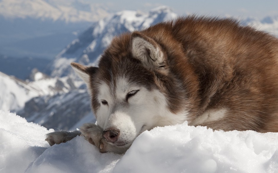 乖巧听话的巨型雪橇犬图片