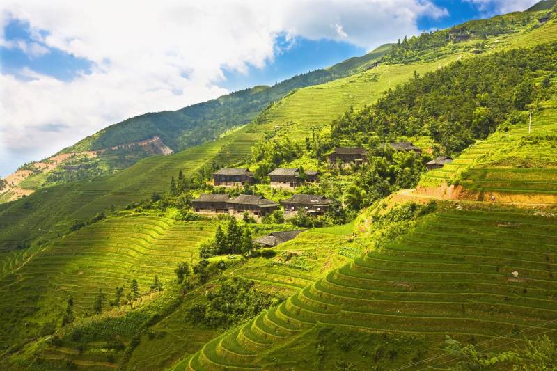 桂林大自然梯田唯美清新田园风景