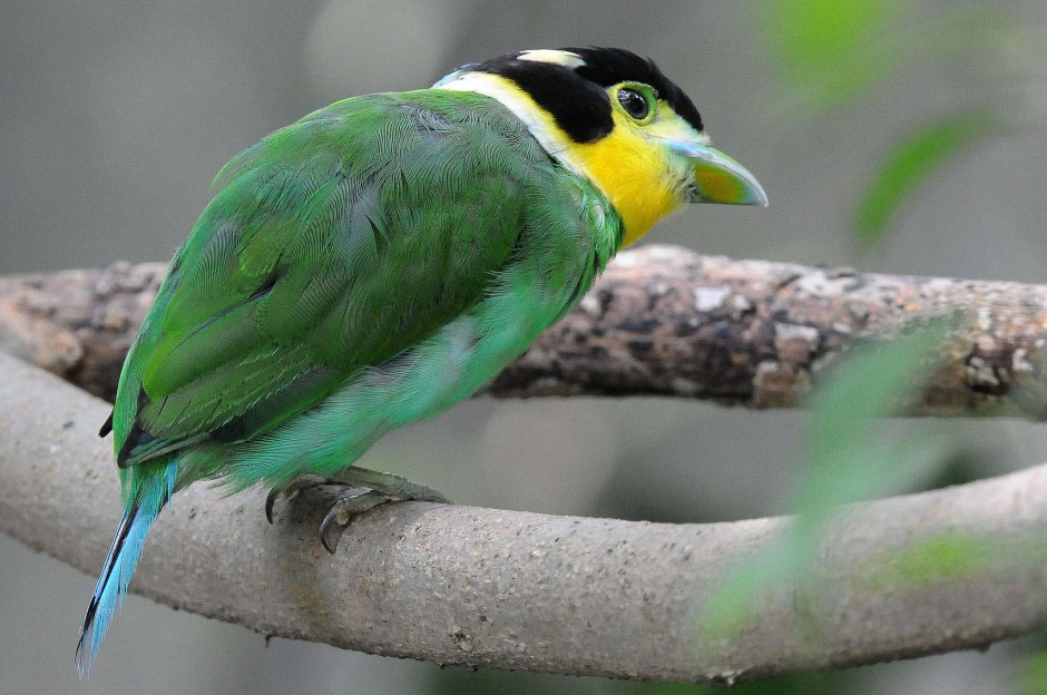 绿色迷人的长尾阔嘴鸟高清图片