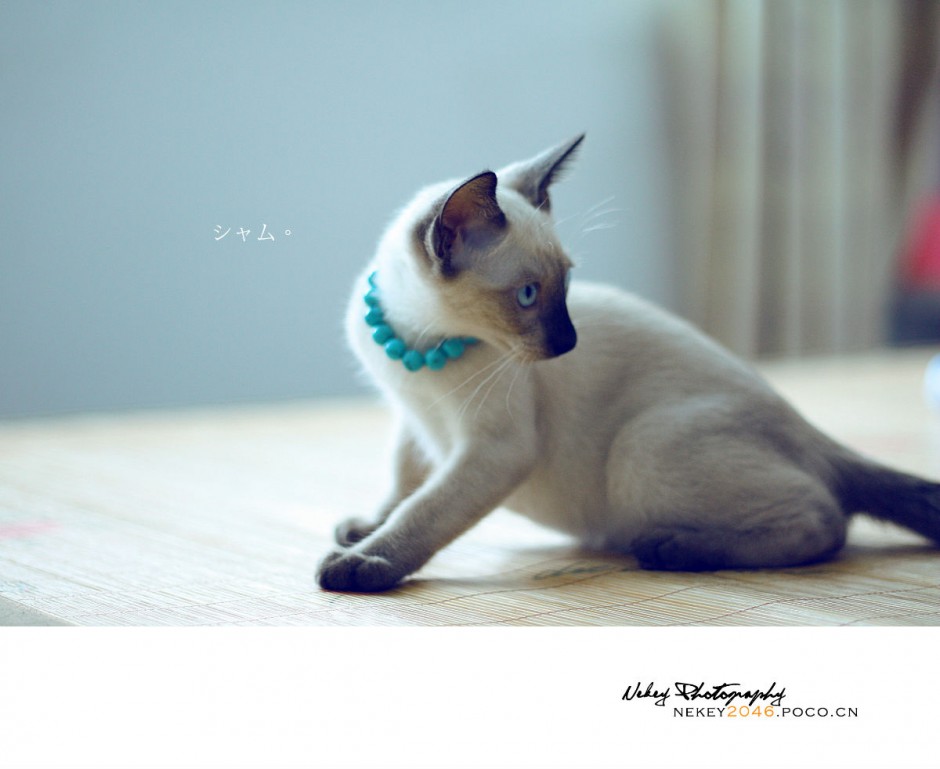 泰国猫暹罗猫机智灵活图片