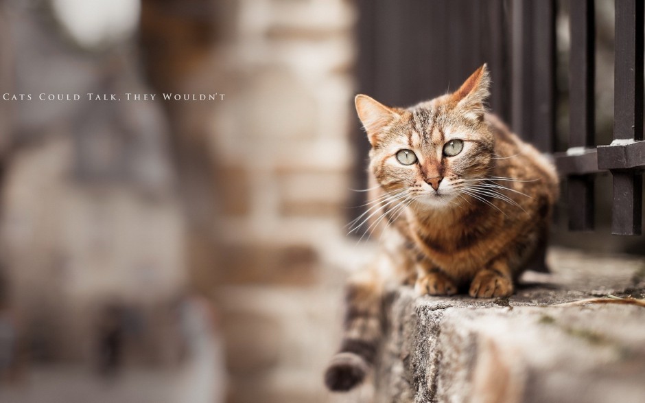 可爱狸花猫图片集锦