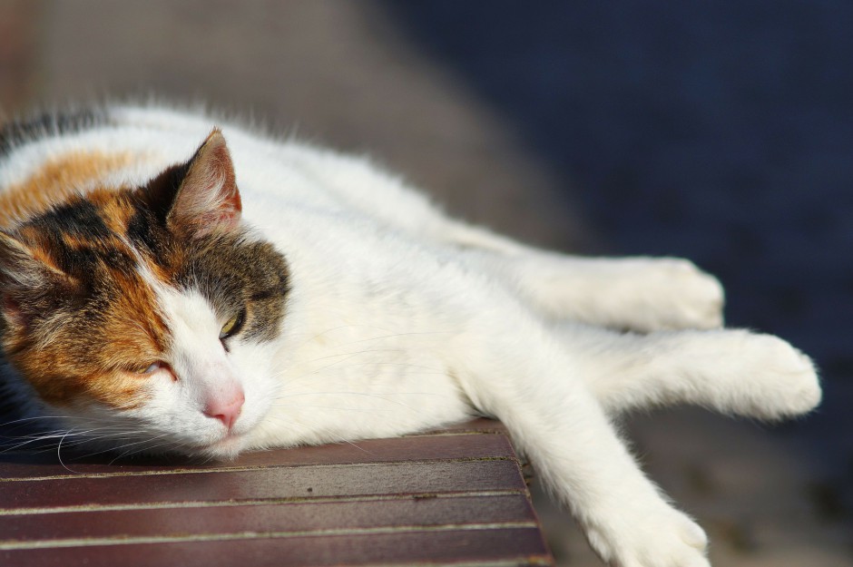 猫咪不寻常的生活写实照片