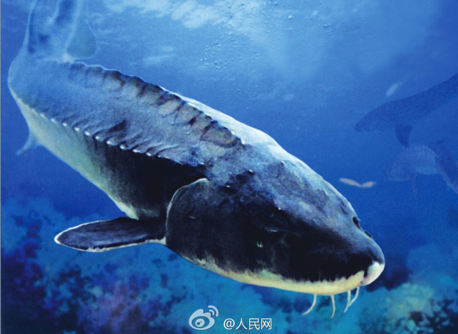 中国最大的鲟鱼图片壁纸