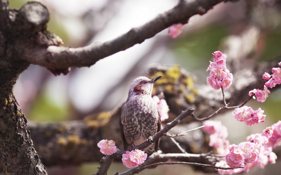 漂亮的小型鸟类春天花园可爱写真