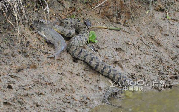 巨蟒河中捕食大鲶鱼 身体太滑无从下口