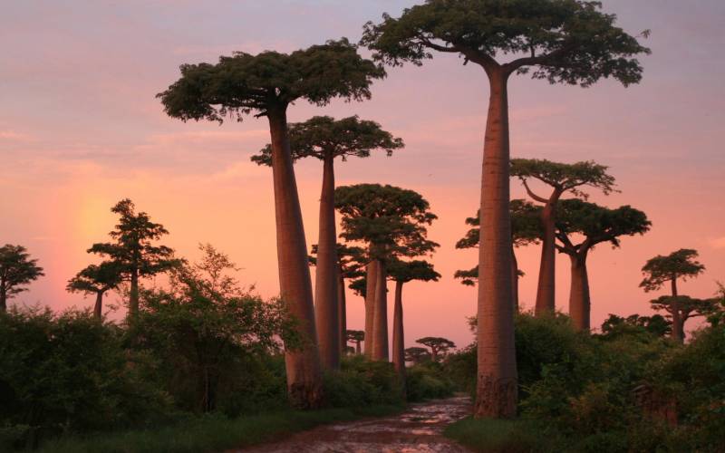 非洲植物猴面包树摄影图片