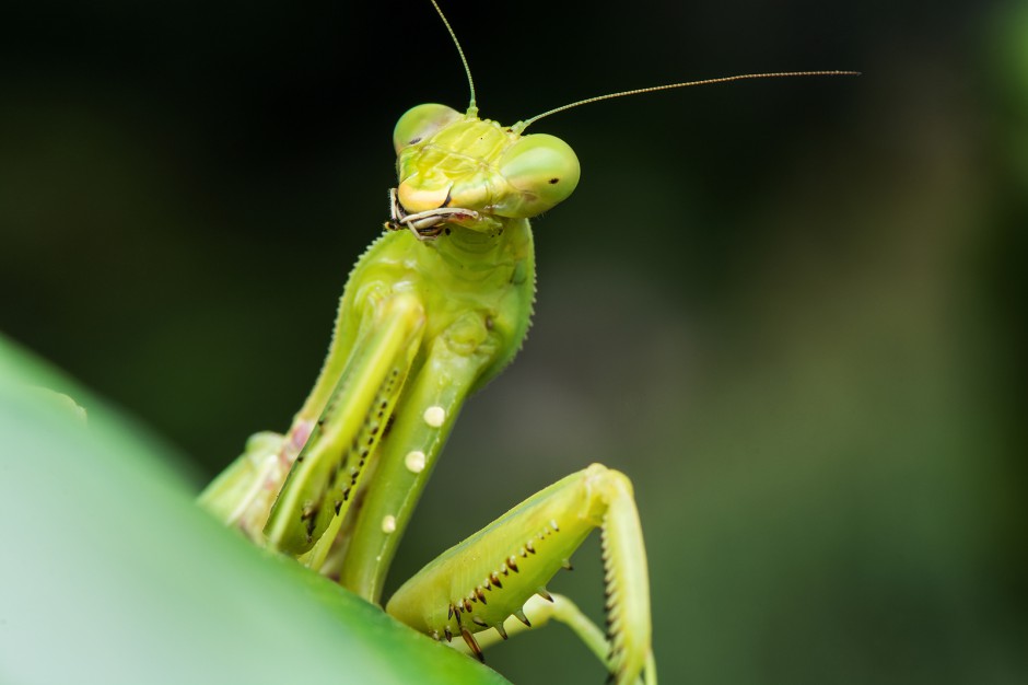 昆虫王者凶悍的螳螂高清图片