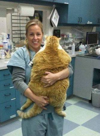美女抱奇葩胖猫咪图片
