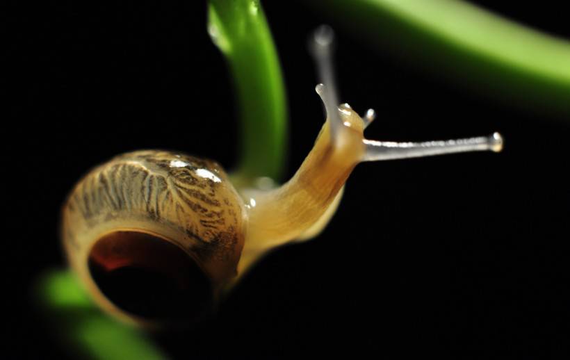 藤蔓上的蜗牛图片高清特写